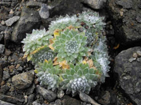 Androsace villosa var jacquemontii